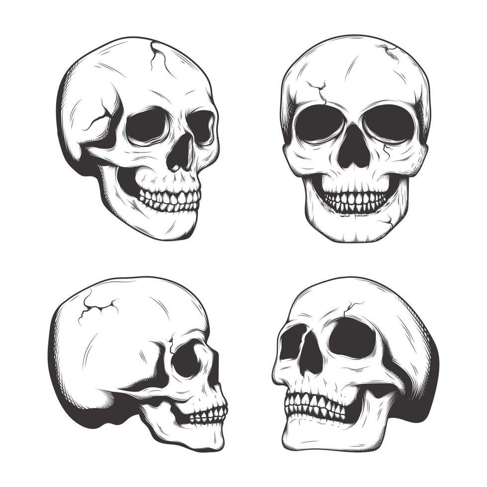 Hand Drawing Aesthetic Realistic Skull Collection vector