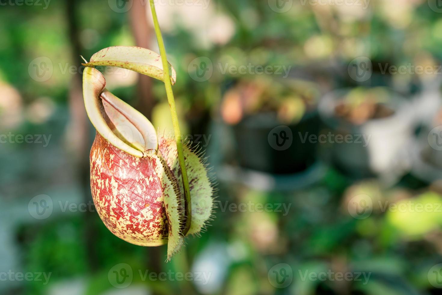 nepenthes o plantas de jarra tropical o tazas de mono en el fondo de la naturaleza foto