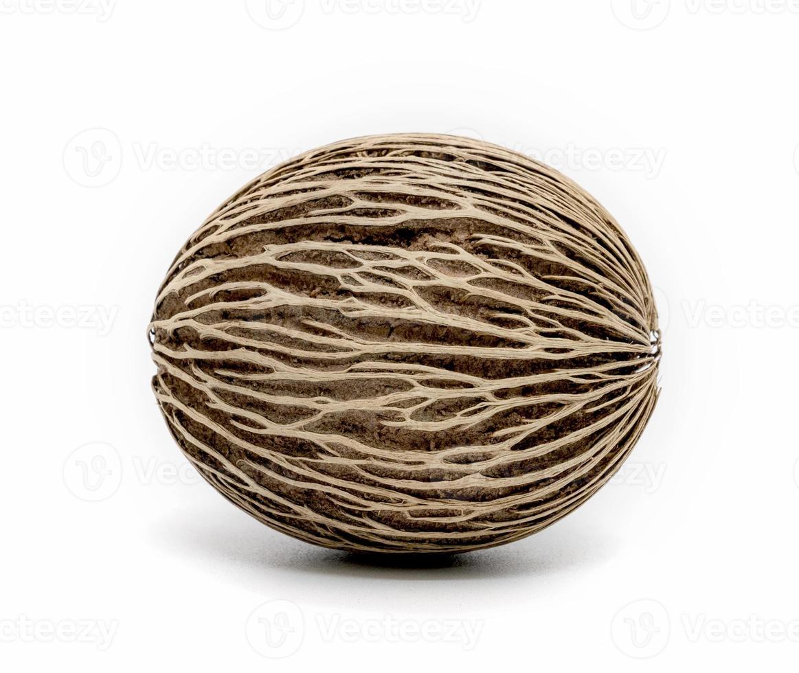 Suicide, Pong pong seed or Alstonia scholaris or apocynaceae,isolated on white background photo