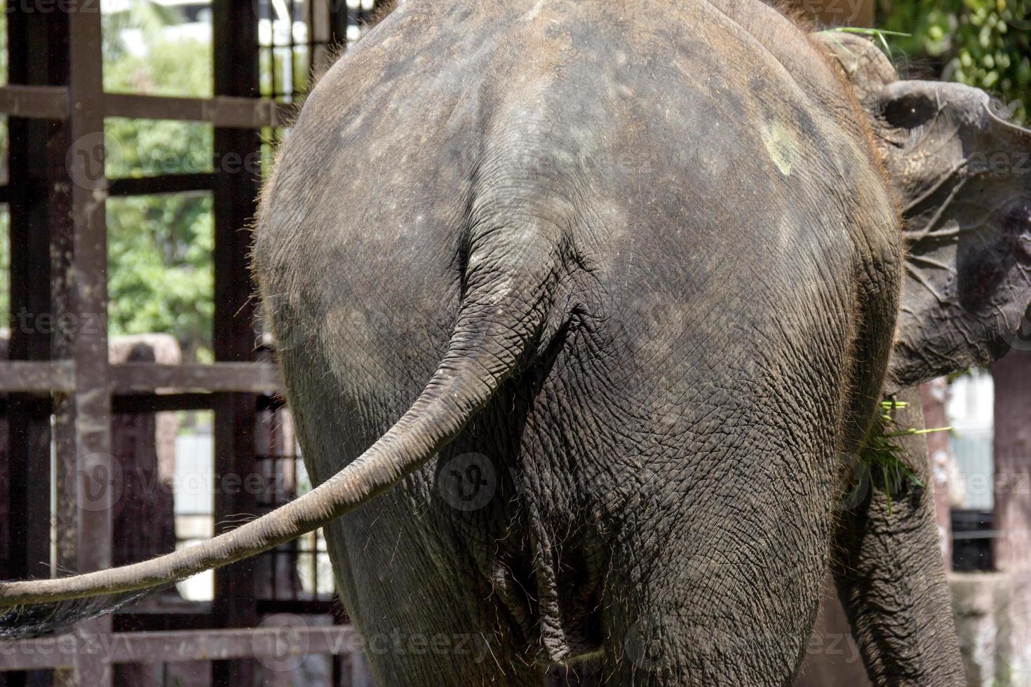 closeup back of an elephant photo