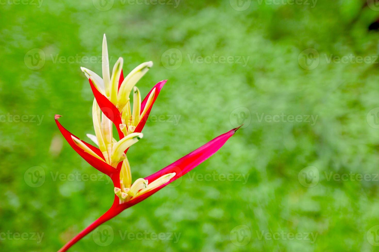 flor de heliconia con fondo bokeh natural foto