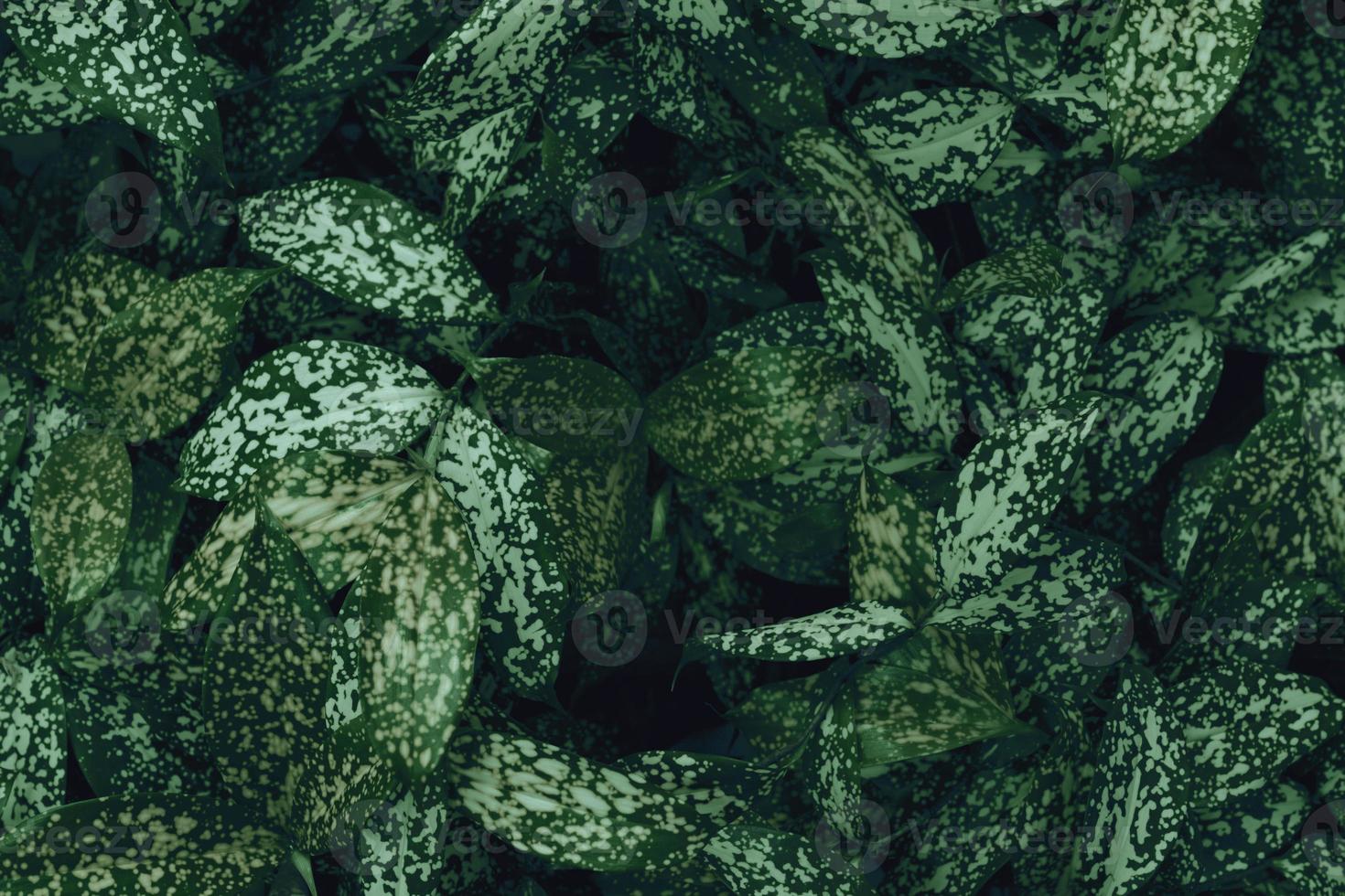 Green leaves pattern for nature concept,leaf textured background photo