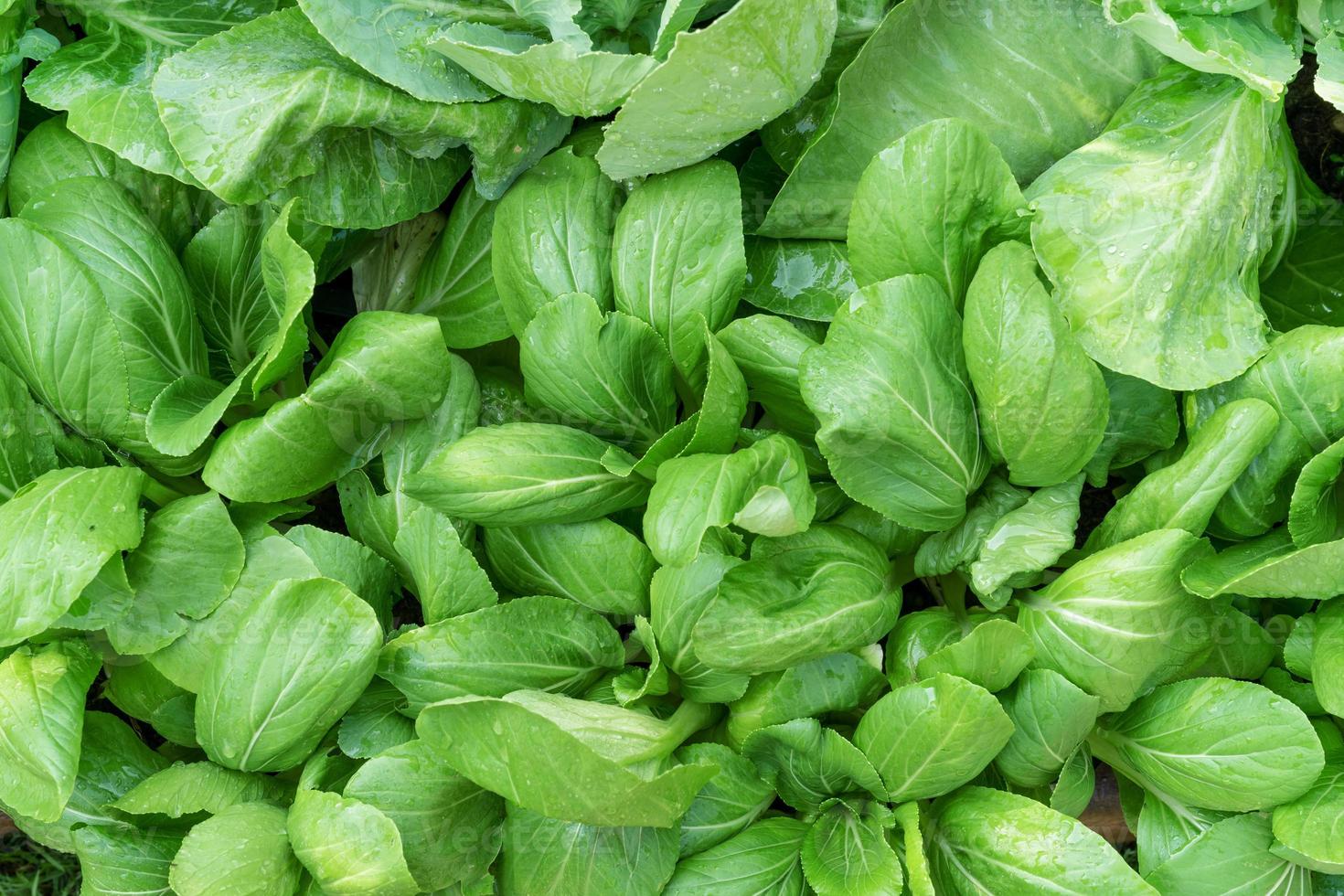 Green leaves pattern,mustard greens with drop,abstract background photo