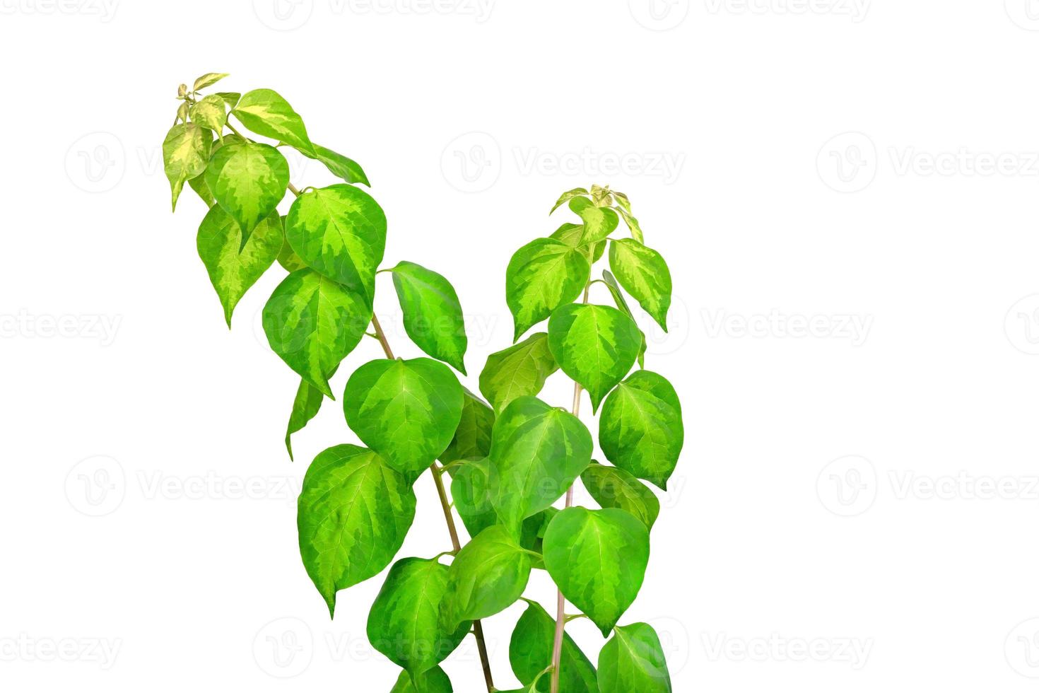 Green leaves pattern isolated on white background photo