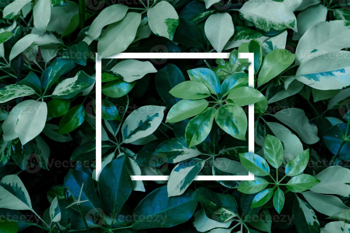 Green leaves pattern with white frame for nature concept, Dwarf Umbrella Tree or Schefflera arboricola photo