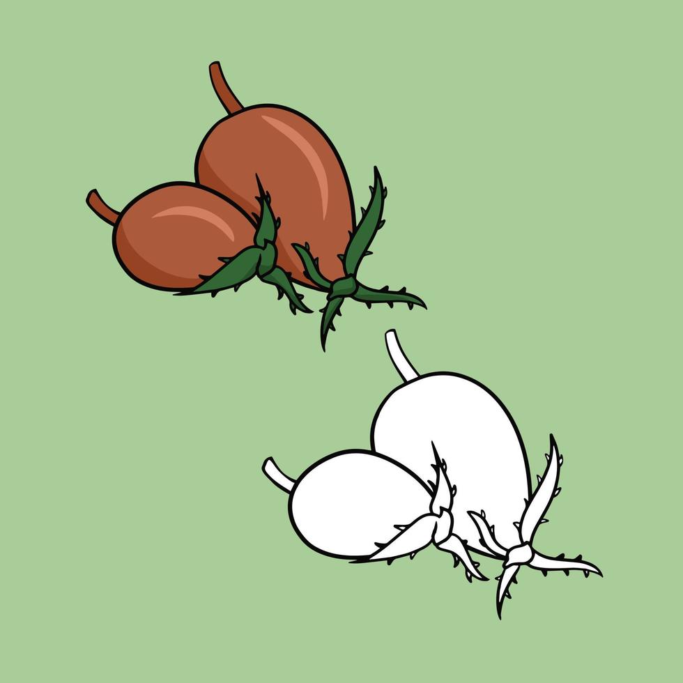 A set of pictures, Ripe rosehip fruits for brewing vitamin tea, vector cartoon illustration on a colored background