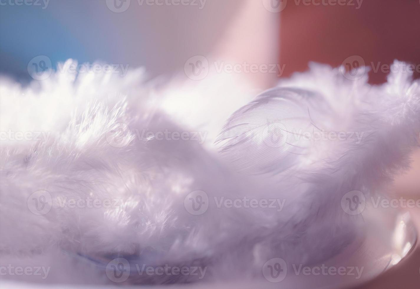 Soft focus Nature bird feather with blurry background, fluffy feathers wing of chicken in purple pastel colour, Beautiful Shallow depth of field of Wildlife for Valentine or Christmas  background photo