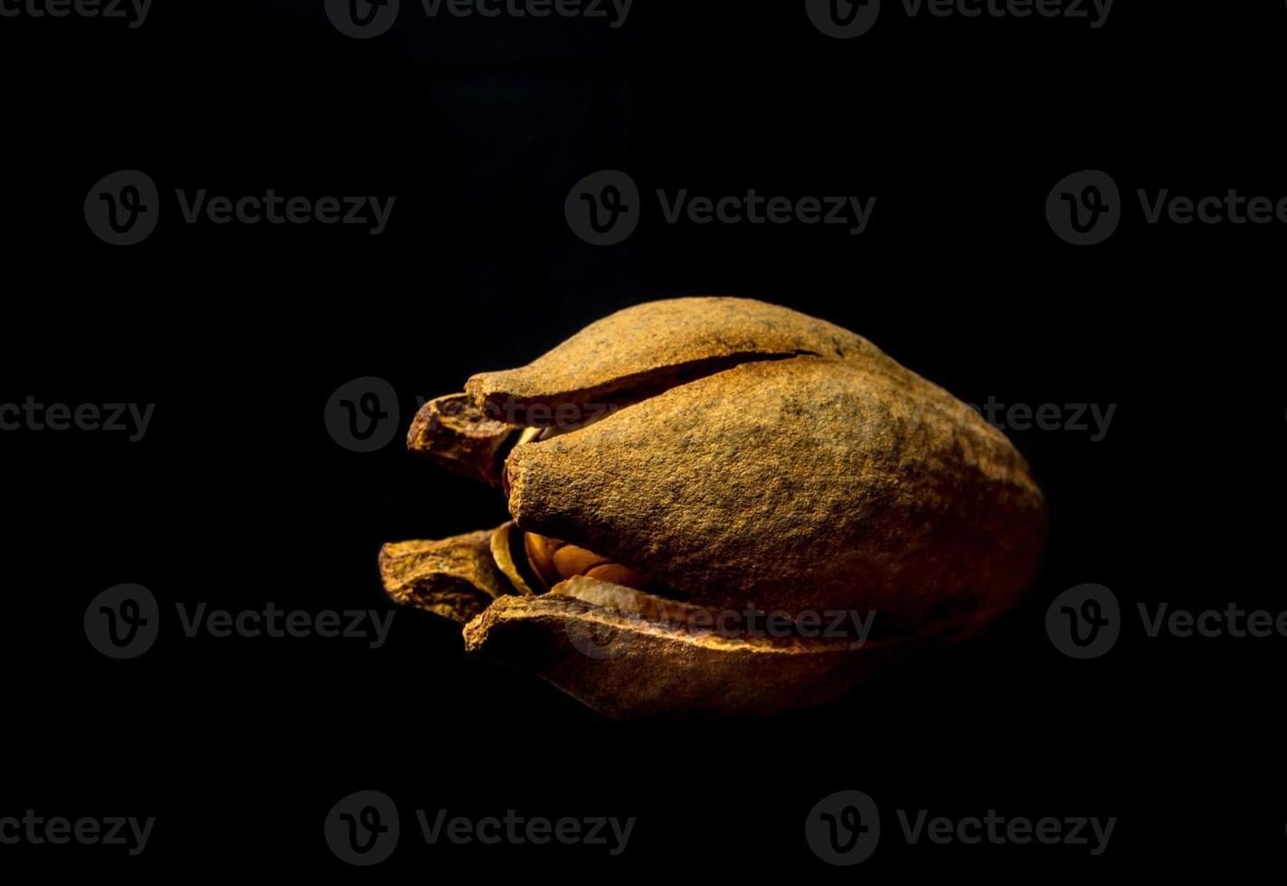 Pods and seeds of Mahogany on black background photo