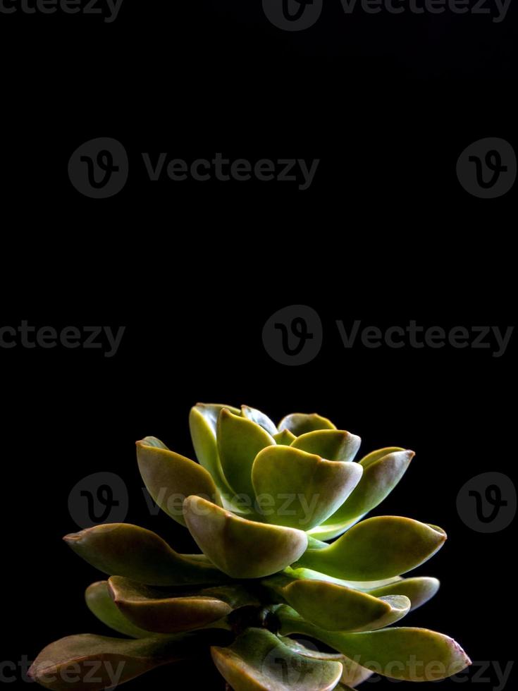 Succulent plant close-up fresh leaves detail of Echeveria Chroma photo