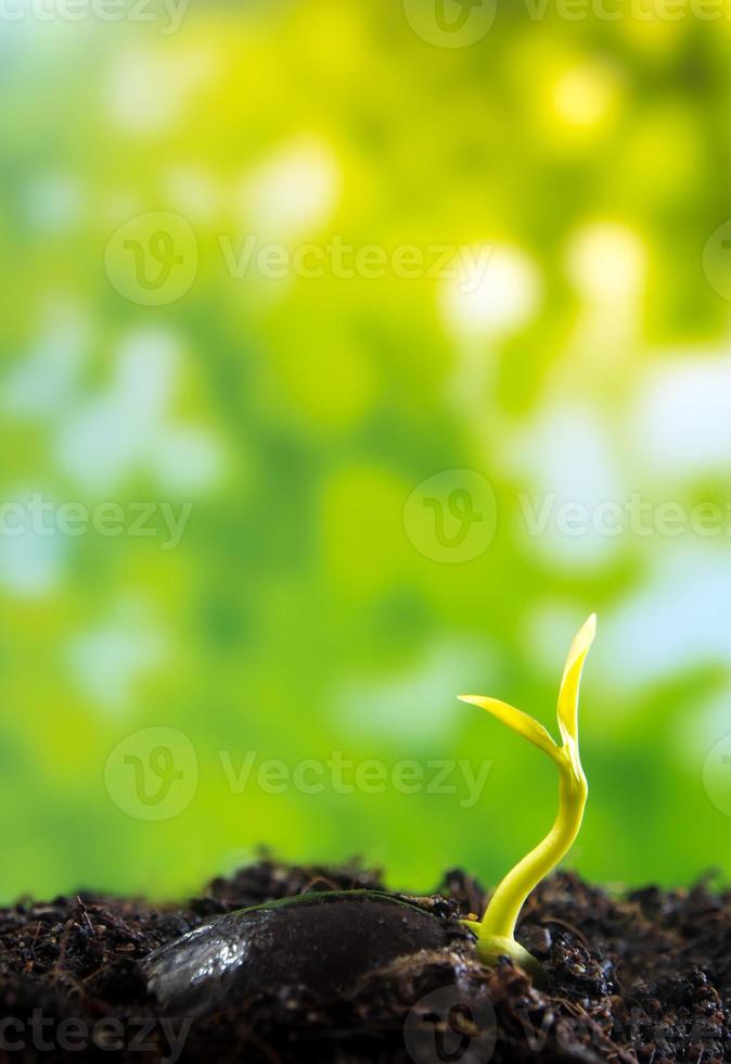 Bud leaves of young plant seedling in forest photo