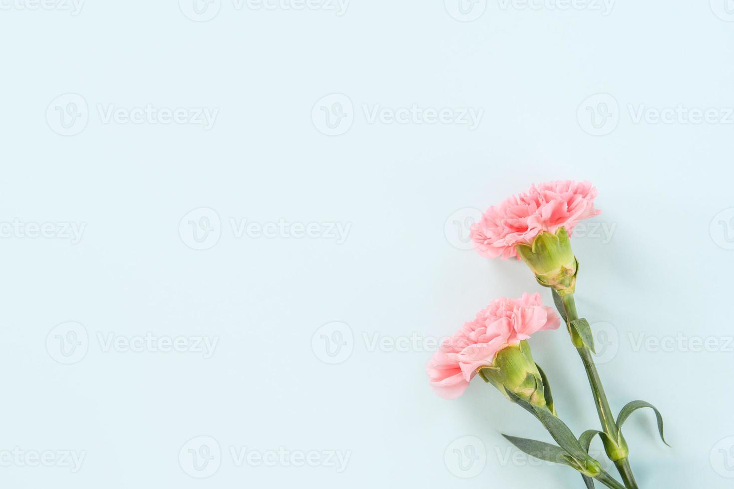 Mother's Day background, carnation bunch - Beautiful pale pink flower bouquet isolated on pastel blue table, top view, flat lay, copy space design. photo
