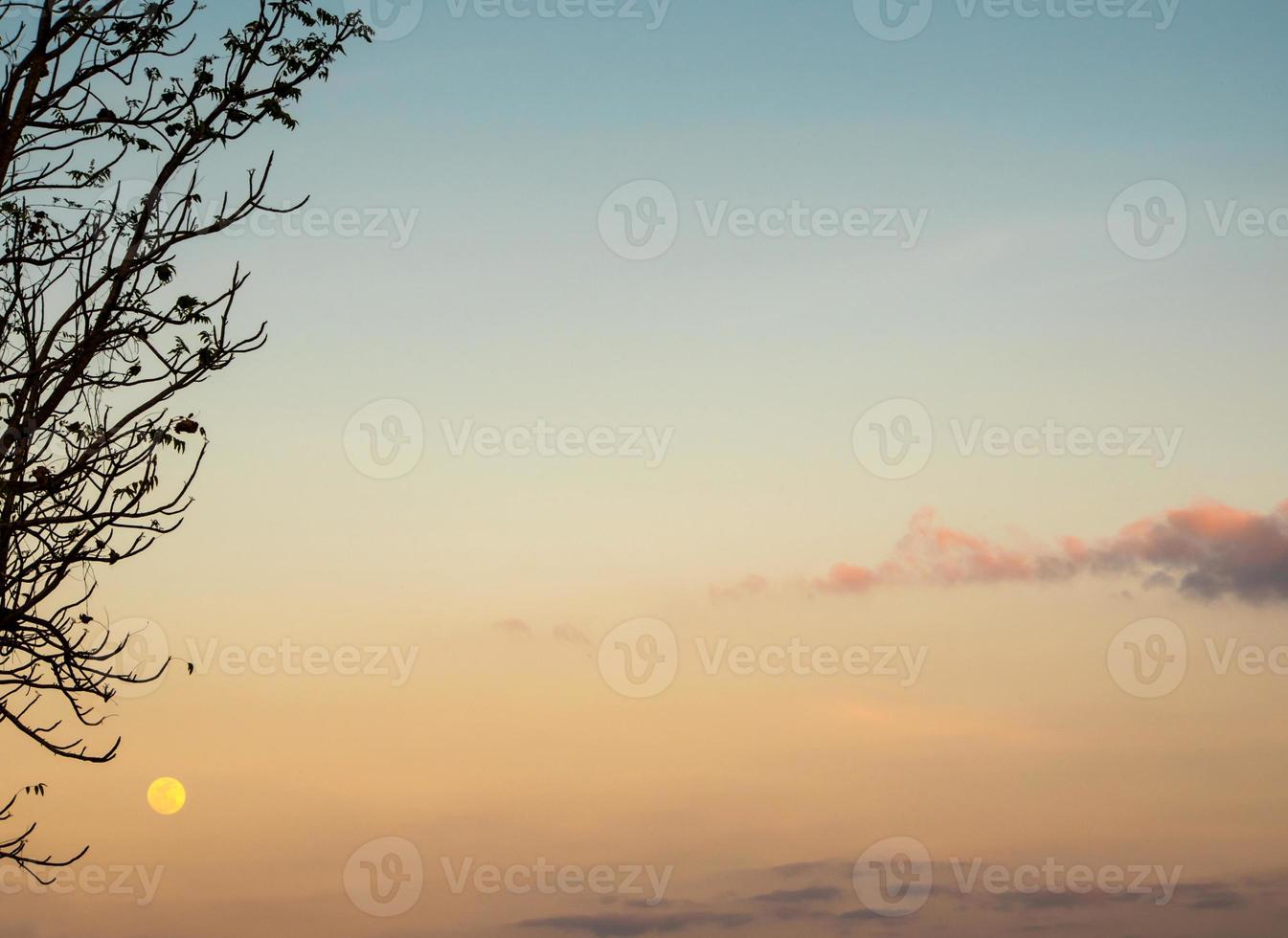 Silhouette tree and the full moon in the evening sky photo