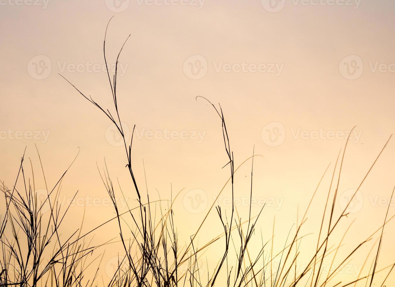 Dried blade of grass in the evening light photo