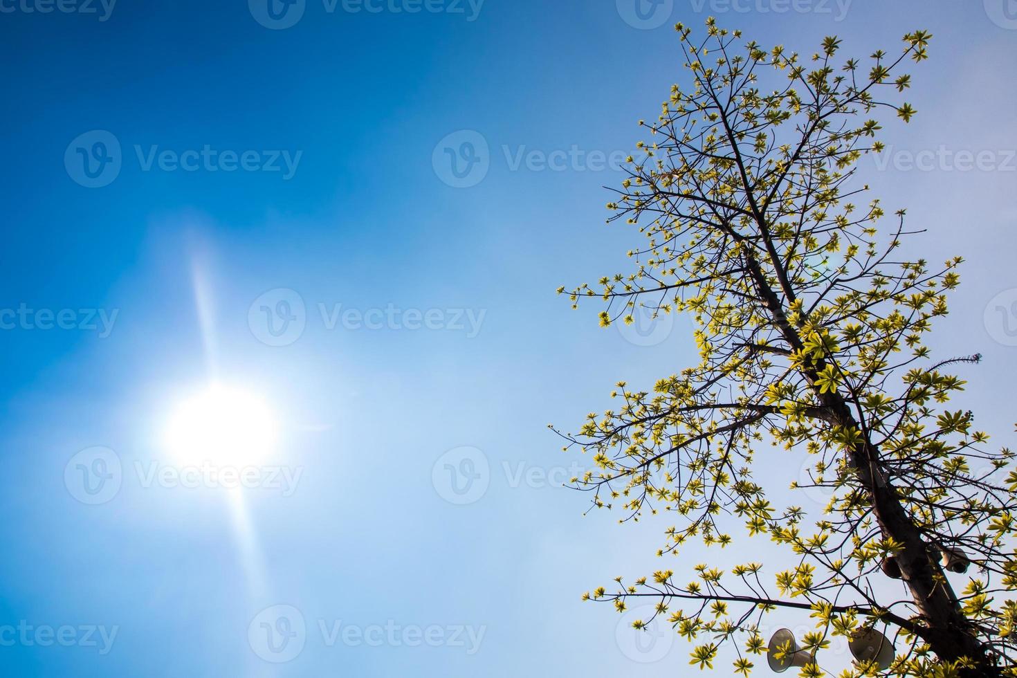 Leaves of cannonball tree on blue sky and sunlight background photo