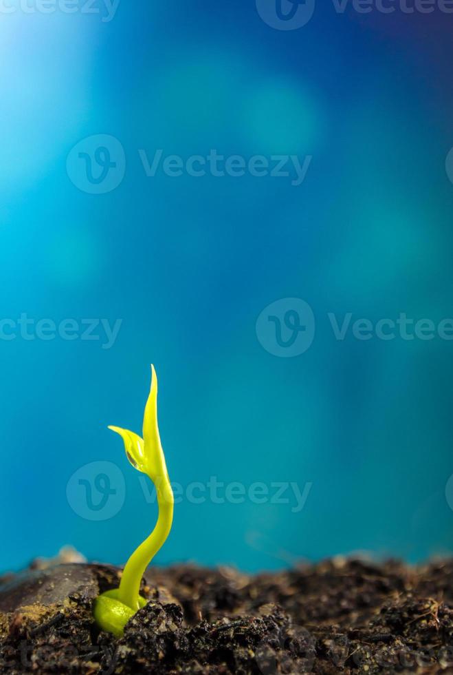 Bud leaves of young plant seeding and clear blue sky photo