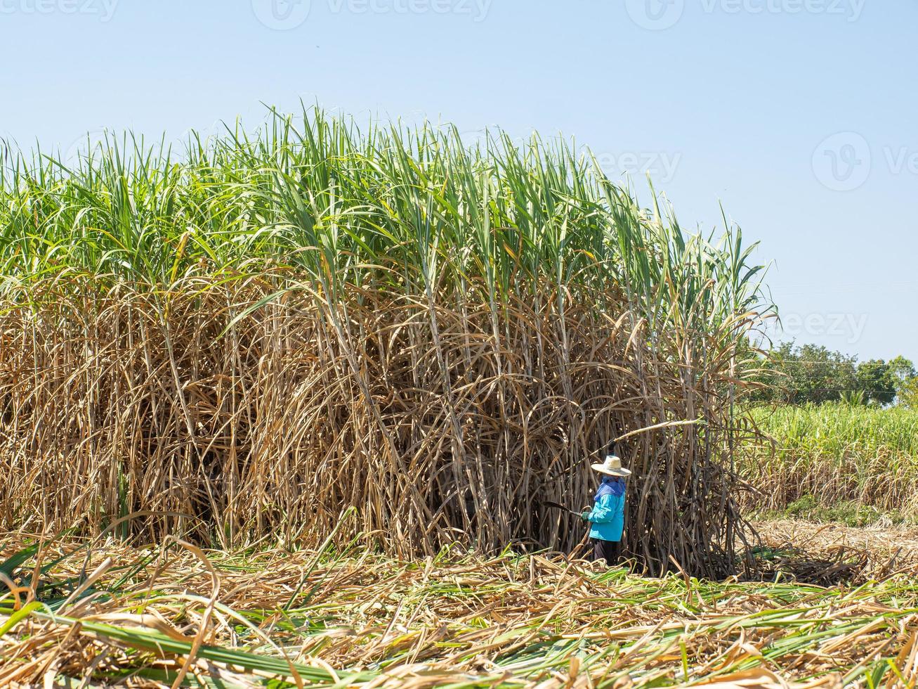 Sugarcane farmers are harvesting sugarcane in the harvest season. photo