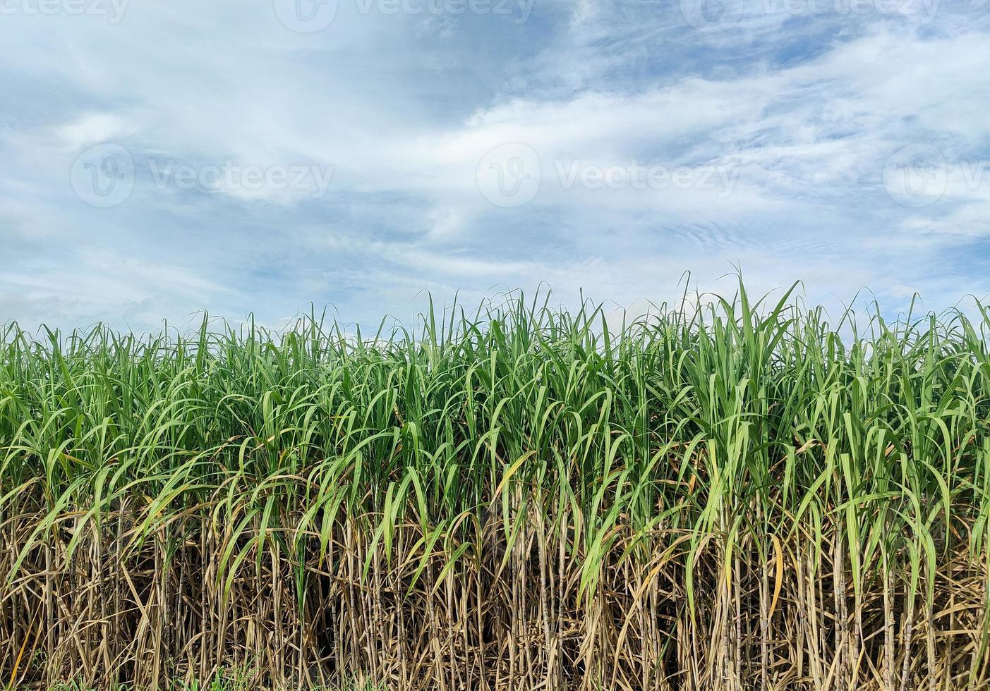 campos de caña de azúcar y cielo azul foto