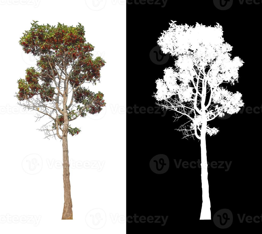 tree isolated on white background with clipping path and alpha channel photo