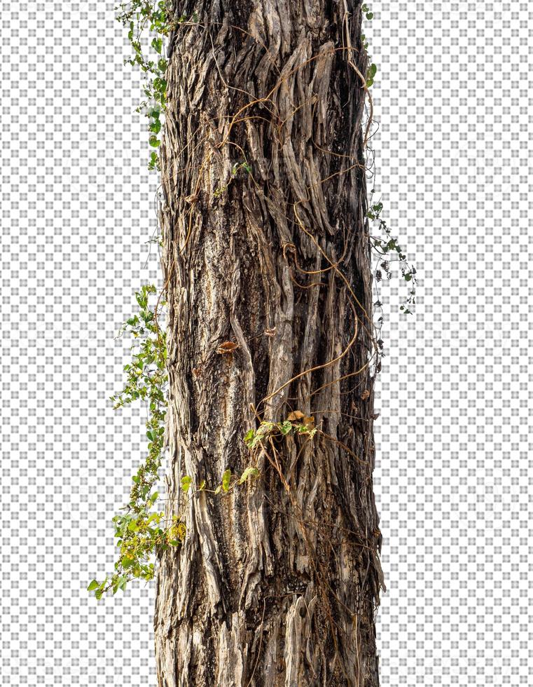 Trunk of a Tree Isolated On transparent Background photo