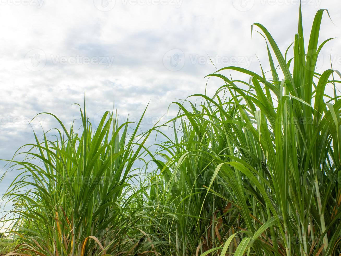 Sugarcane fields and blue sky photo