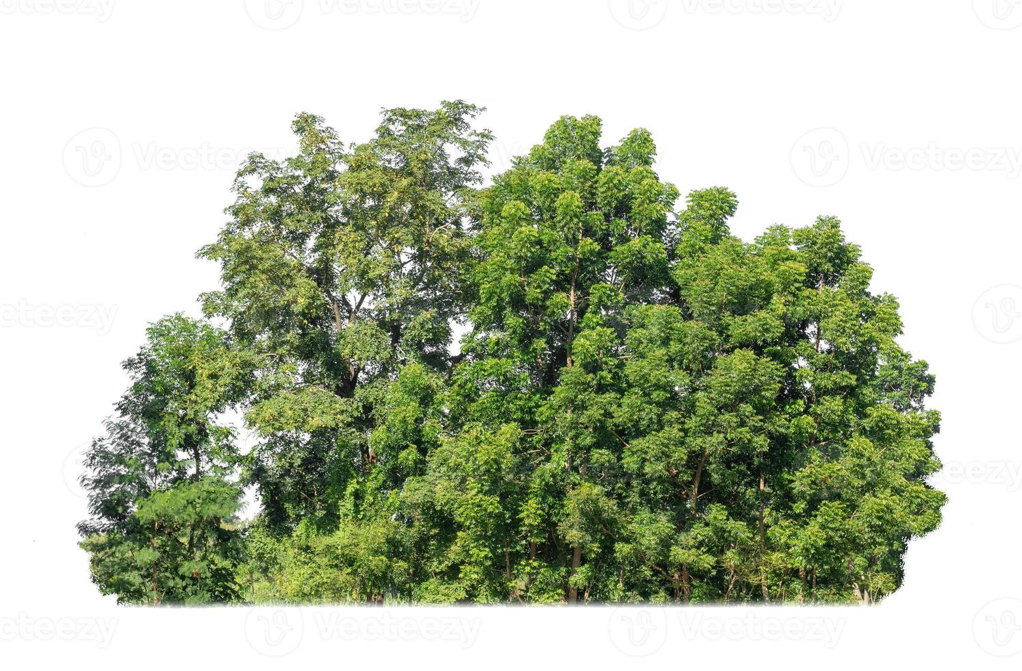 árboles verdes aislados sobre fondo blanco. son bosque y follaje en verano tanto para impresión como para páginas web foto