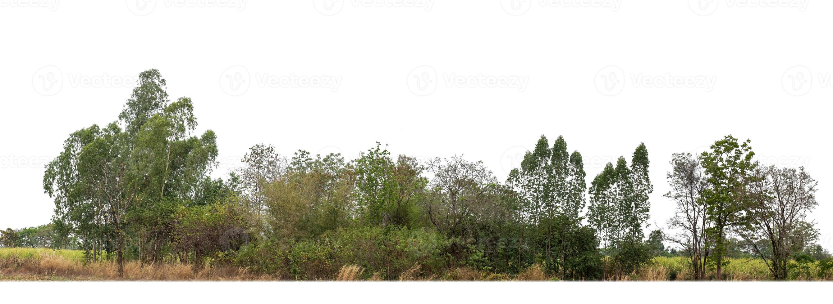 árboles verdes aislados en fondo blanco.son bosques y follaje en verano tanto para impresión como para páginas web con ruta de corte y canal alfa foto