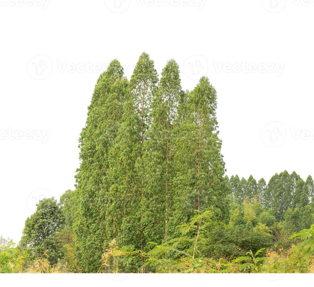 árboles verdes aislados en fondo blanco.son bosques y follaje en verano tanto para impresión como para páginas web con ruta de corte y canal alfa foto