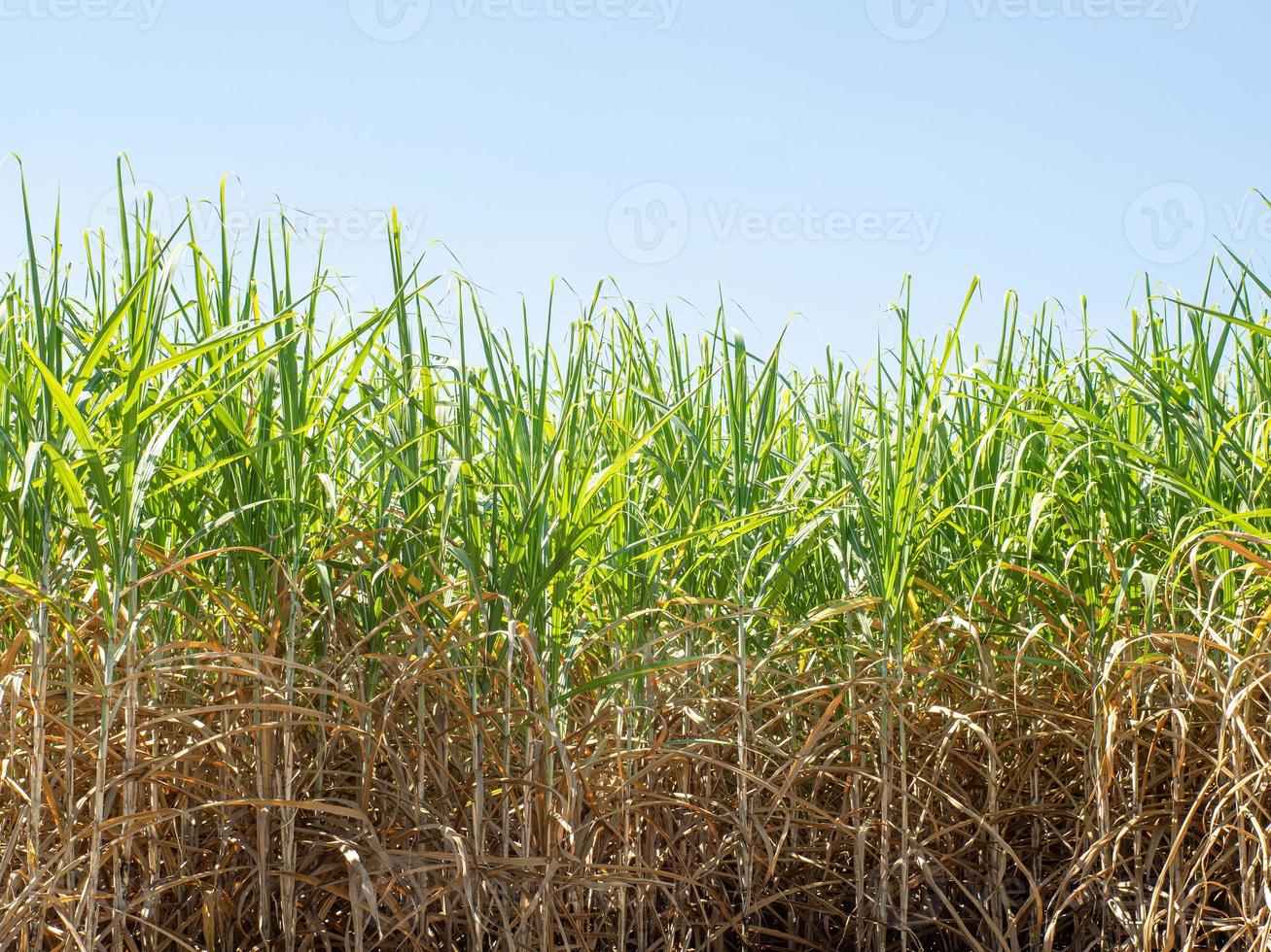 Sugarcane plantations,the agriculture tropical plant in Thailand photo