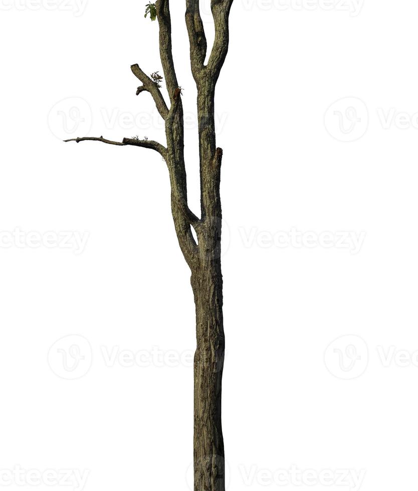 Trunk of a Tree Isolated On White Background photo