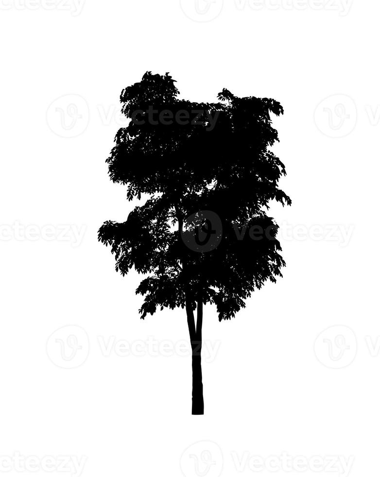 Isolated tree silhouette for brush on white background photo