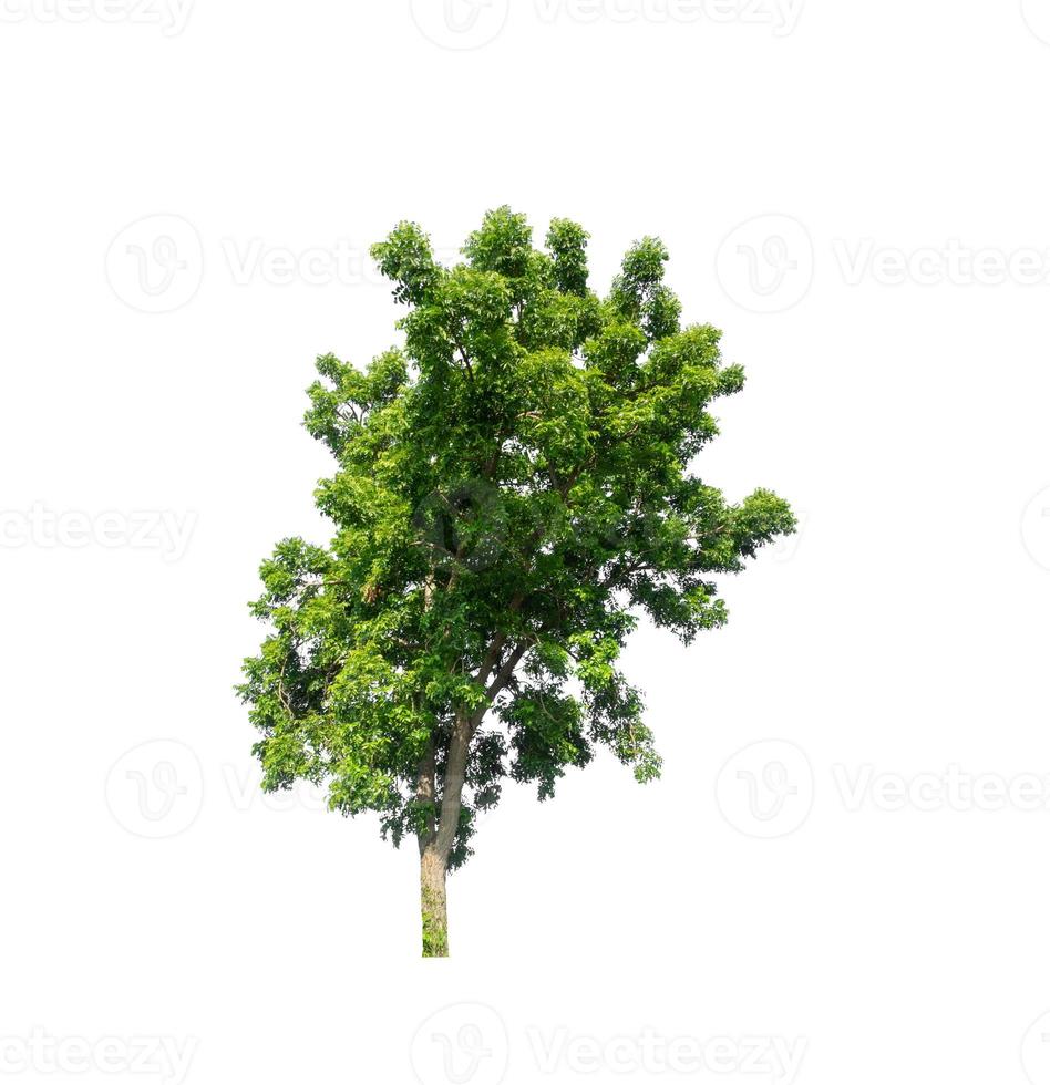 Tree that are isolated on a white background are suitable for both printing and web pages photo