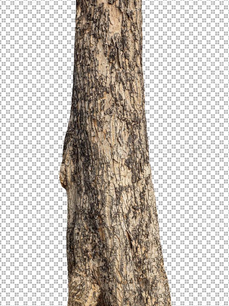 Trunk of a Tree Isolated On transparent Background photo