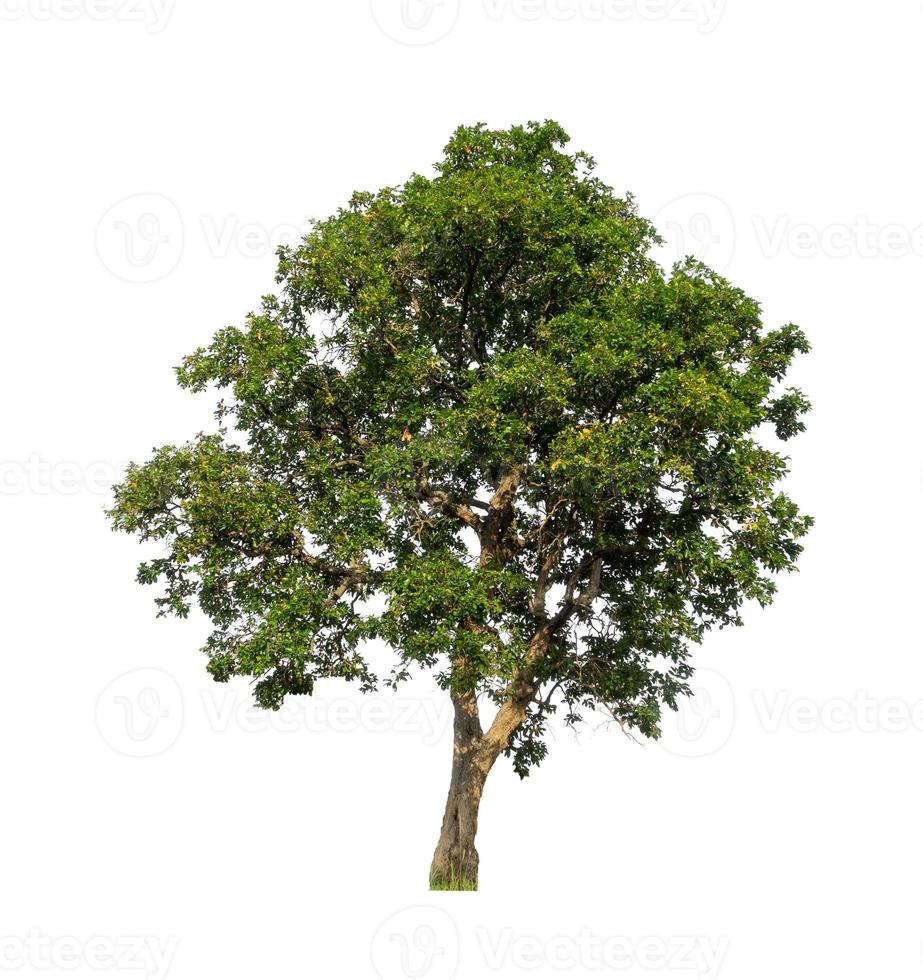 Tree that are isolated on a white background are suitable for both printing and web pages photo