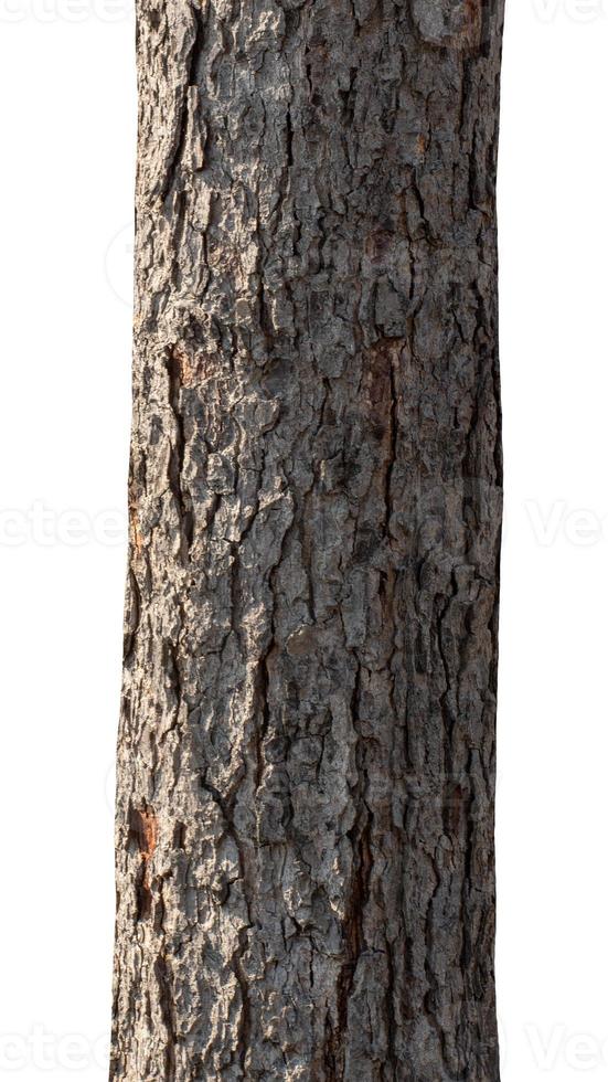 Trunk of a Tree Isolated On White Background photo
