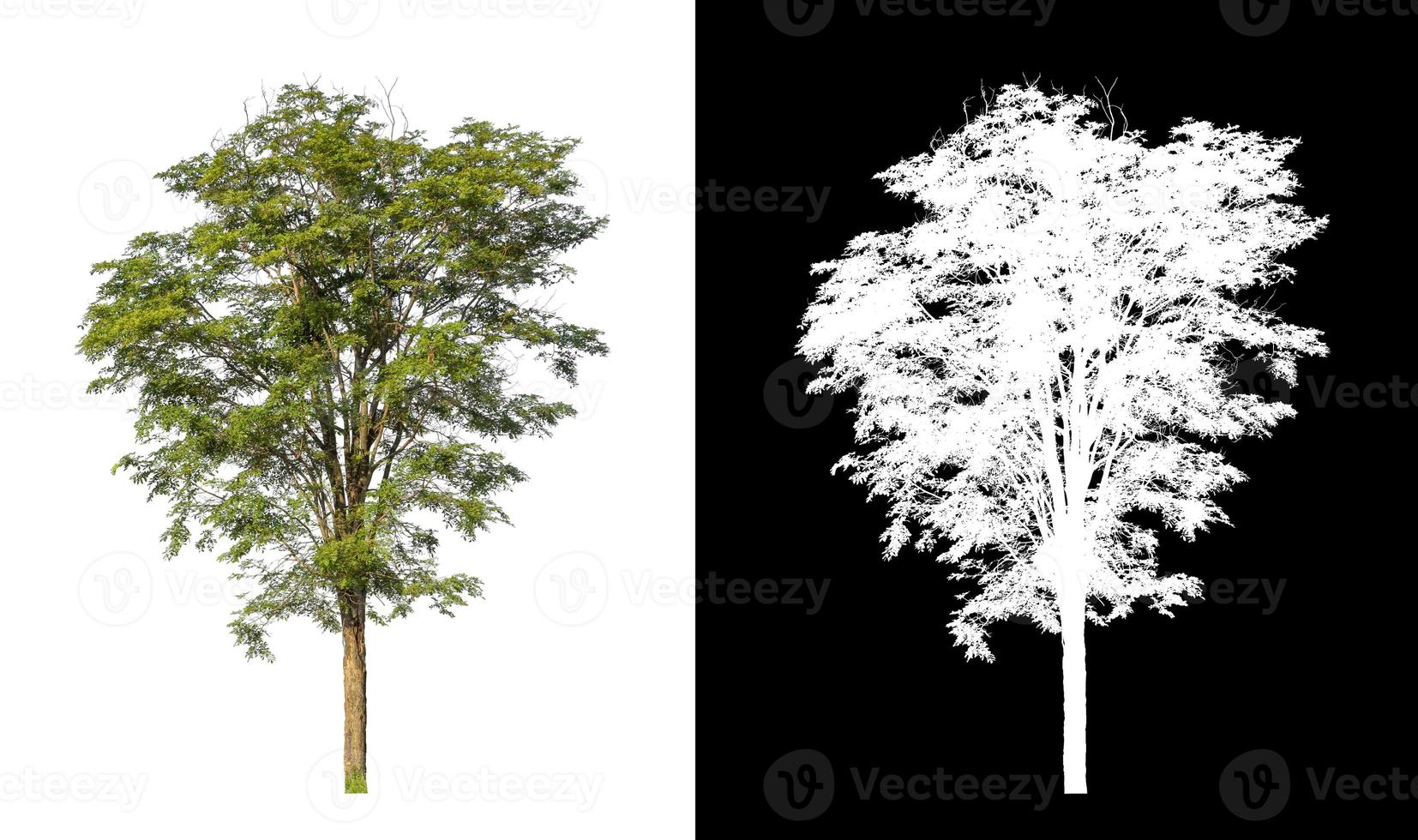 tree isolated on white background with clipping path and alpha channel photo