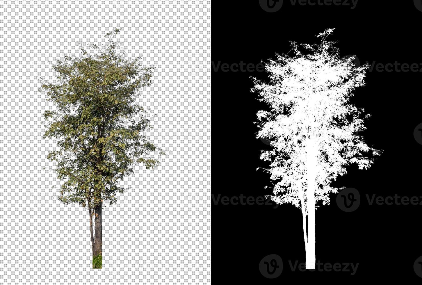 tree isolated on transparent background with clipping path and alpha channel photo
