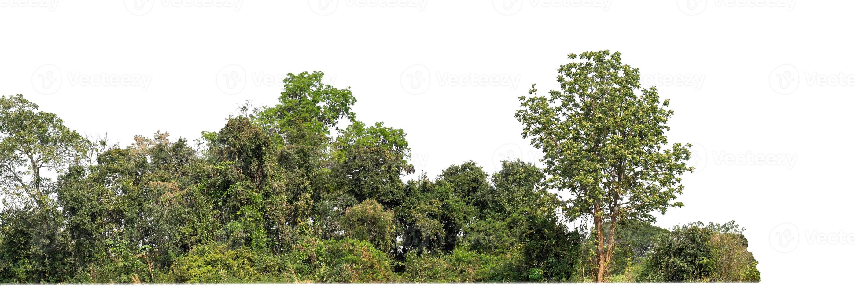 árboles verdes aislados en fondo blanco.son bosques y follaje en verano tanto para impresión como para páginas web con ruta de corte y canal alfa foto