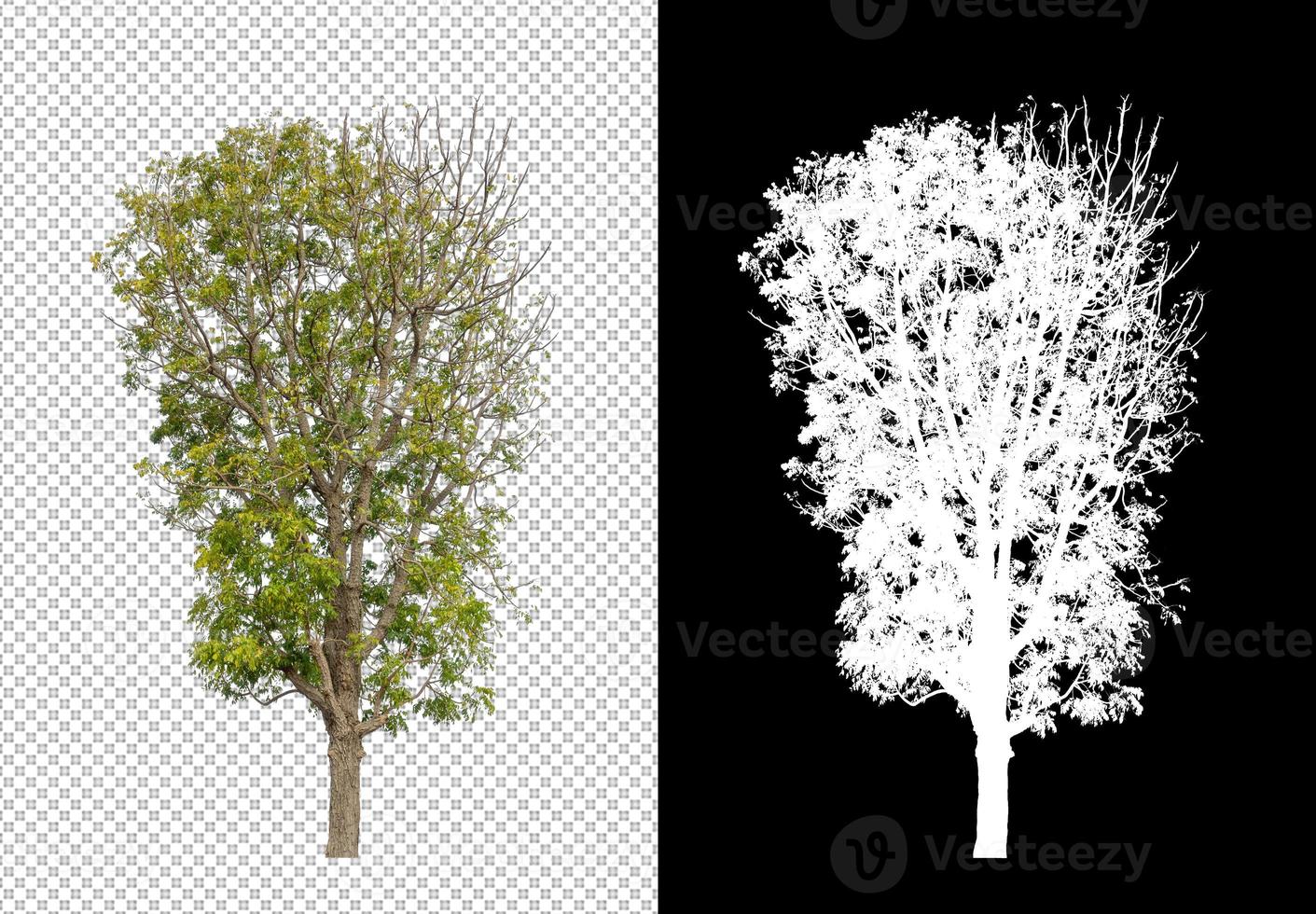 tree isolated on transparent background with clipping path and alpha channel photo