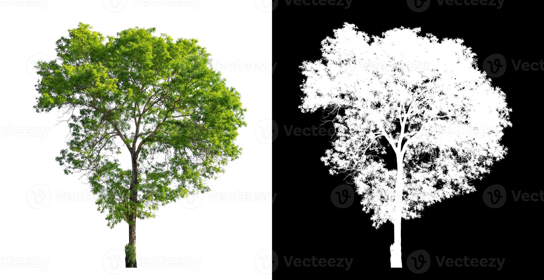 tree isolated on white background with clipping path and alpha channel photo