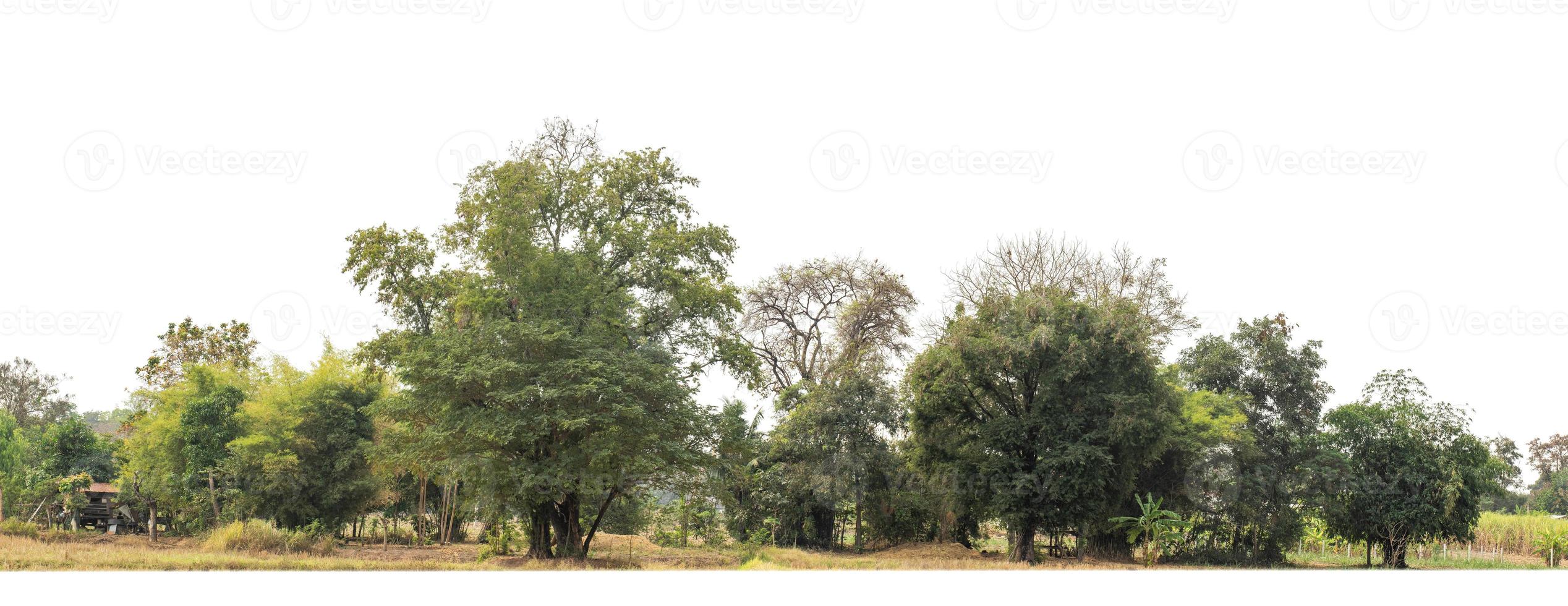 Green Trees isolated on white background.are Forest and foliage in summer for both printing and web pageswith cut path and alpha channel photo