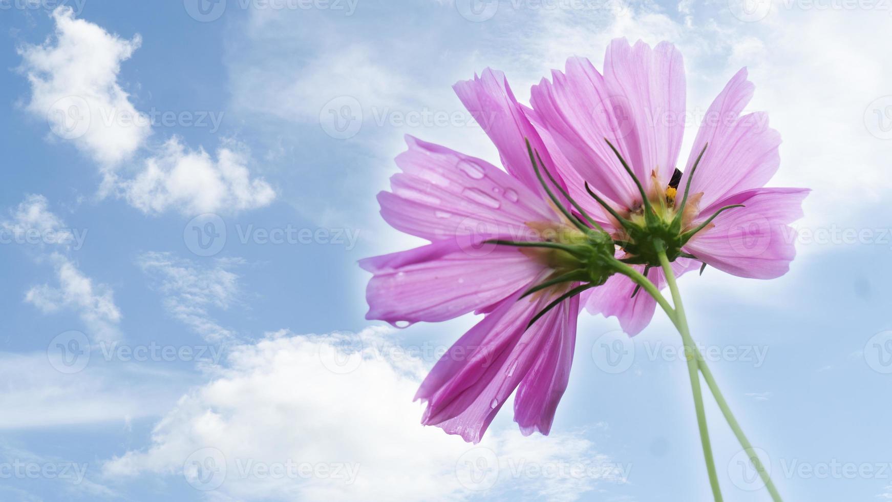 Pink cosmos on blue sky photo