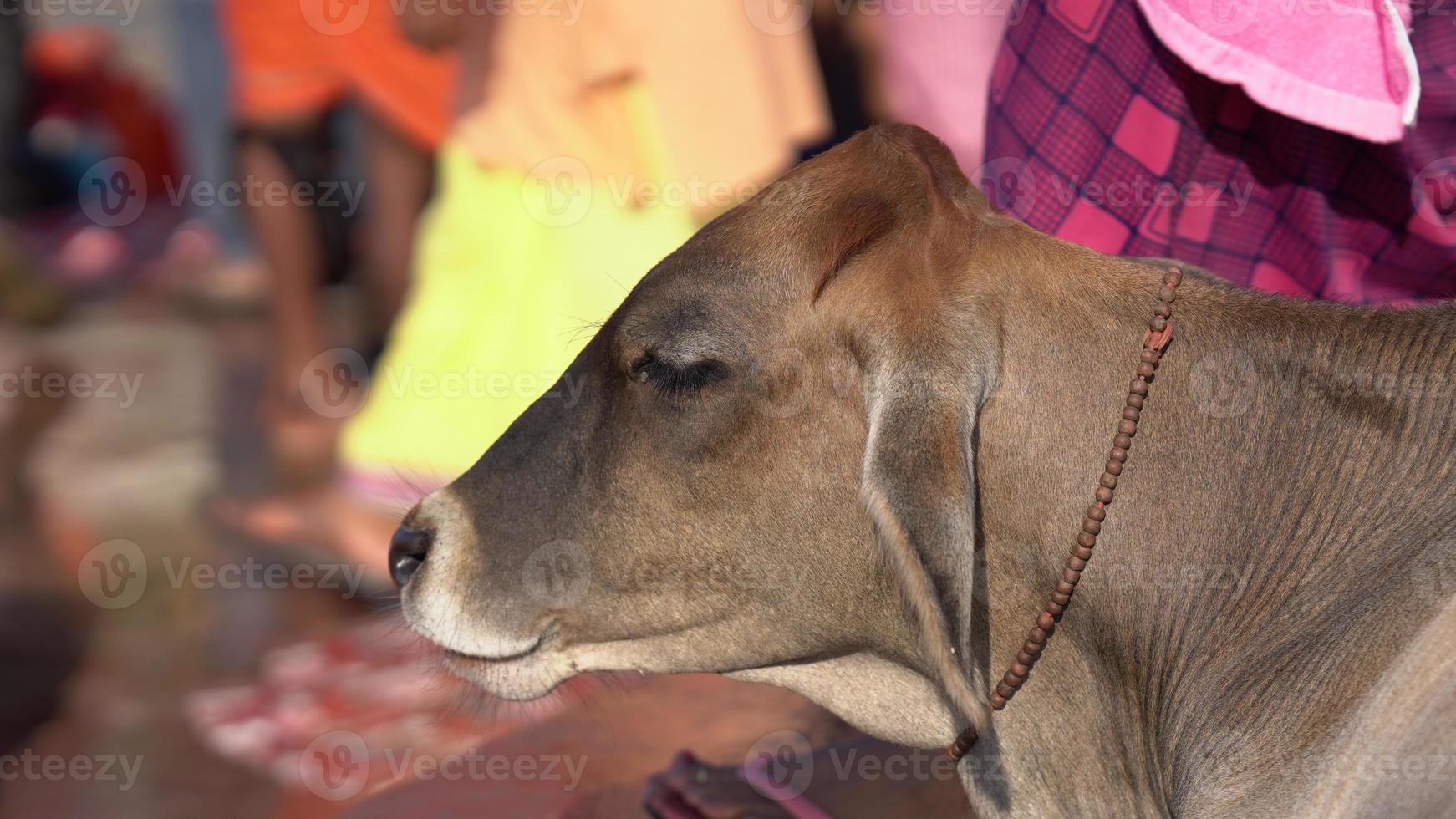 closeup face of beautiful calf hd. photo