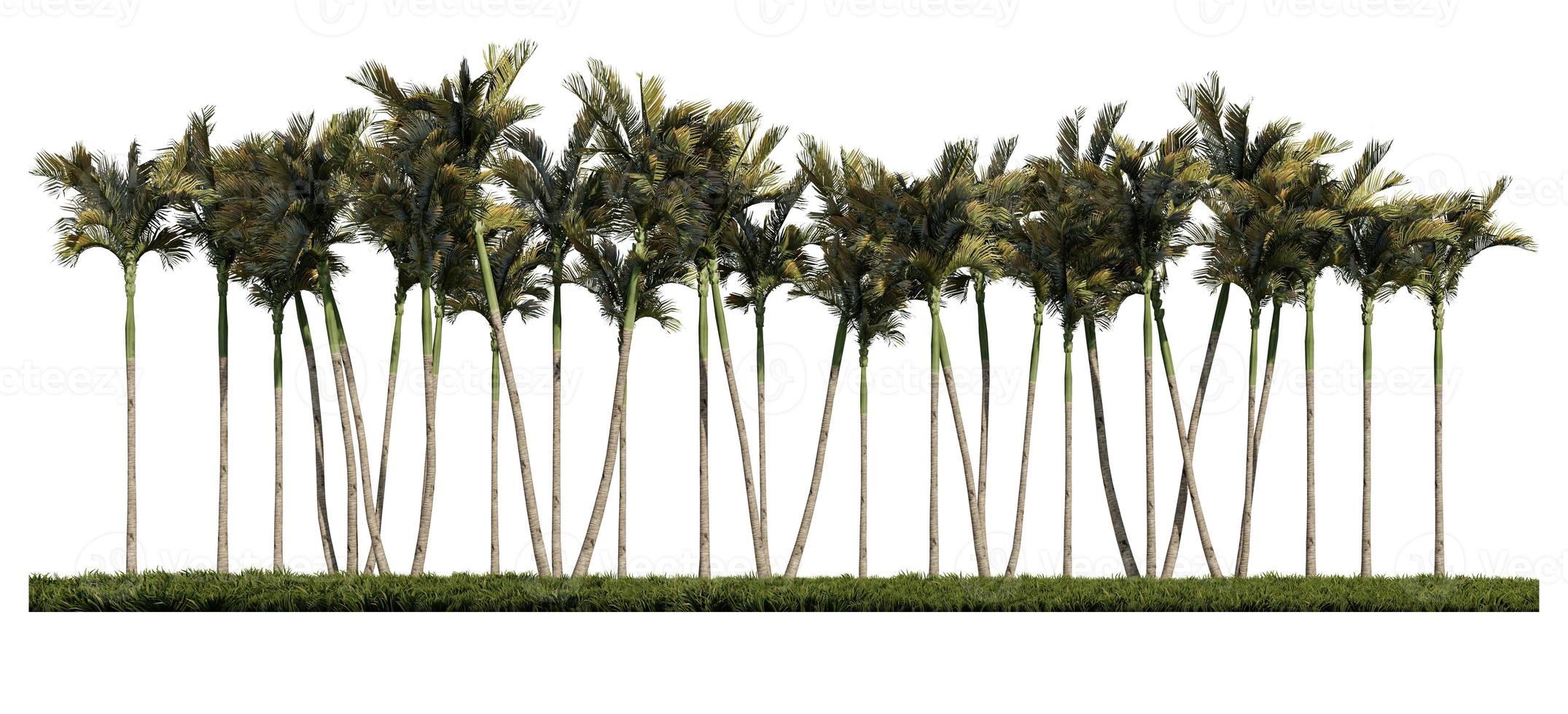 3ds rendering image of front view of palm trees on grasses field. photo