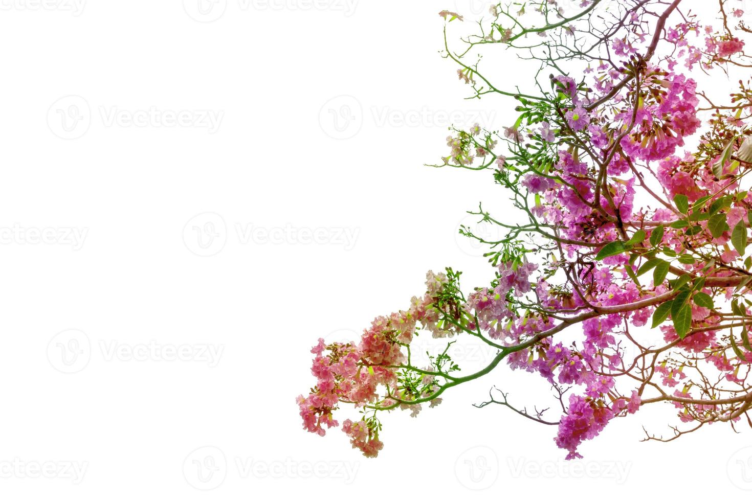 árbol de trompeta o tabebuia rosea aislado sobre fondo blanco, efecto de filtro con arco iris foto