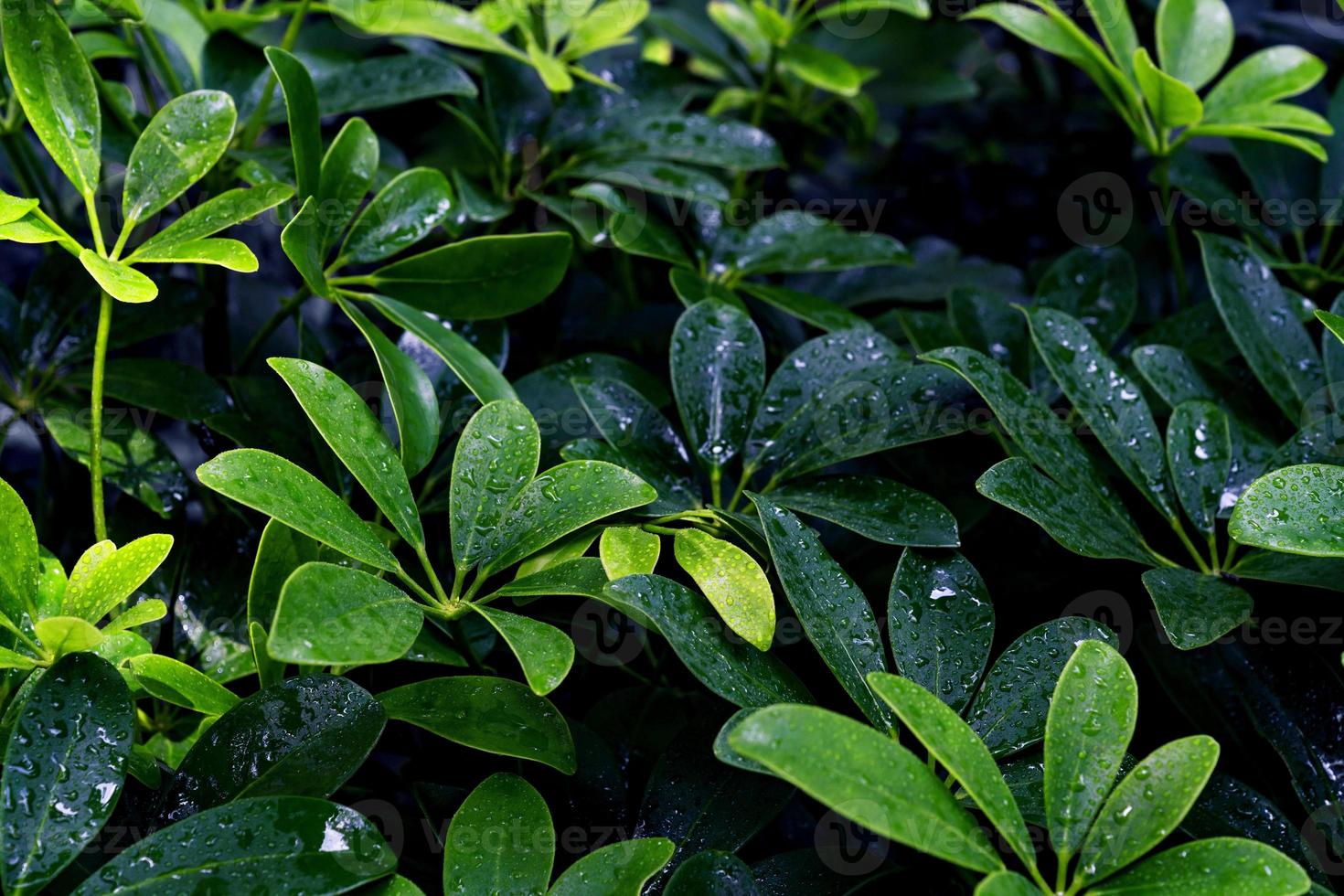 Green leaves pattern,leaf Dwarf Umbrella Tree or Schefflera arboricola in the garden photo