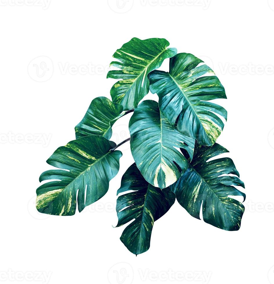 green leaves pattern of Epipremnum aureum foliage isolated on white background ,leaf exotic tropical ,Devil's ivy , Golden pothos ,include clipping path photo