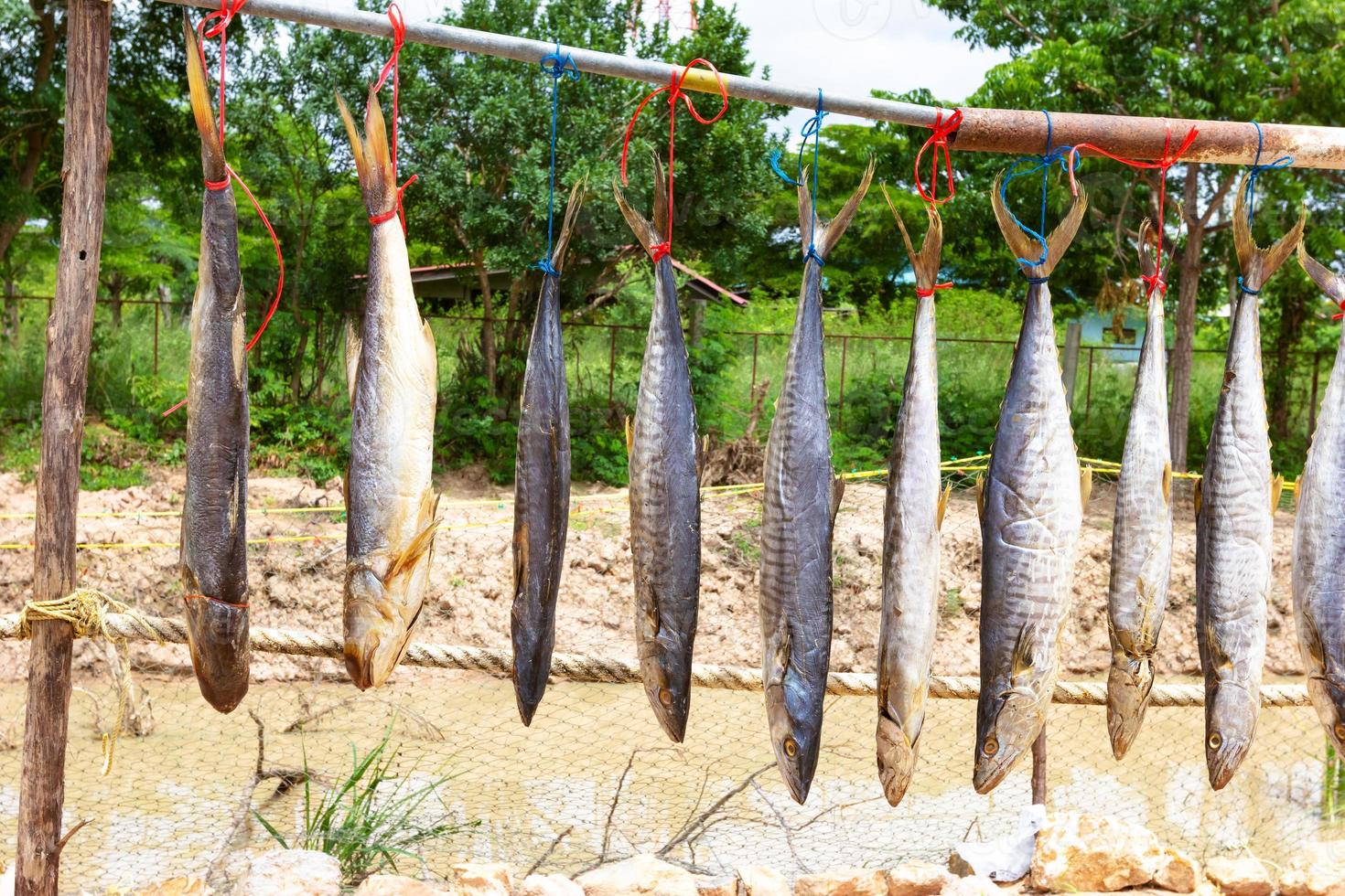 Fourfinger threadfin or Indian salmon and King mackerel dried fish