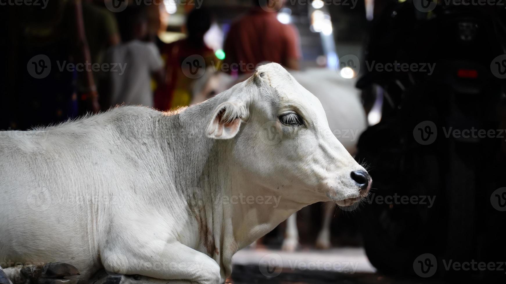 beautiful white cow sitting on floor image outdoor shoot hd. photo