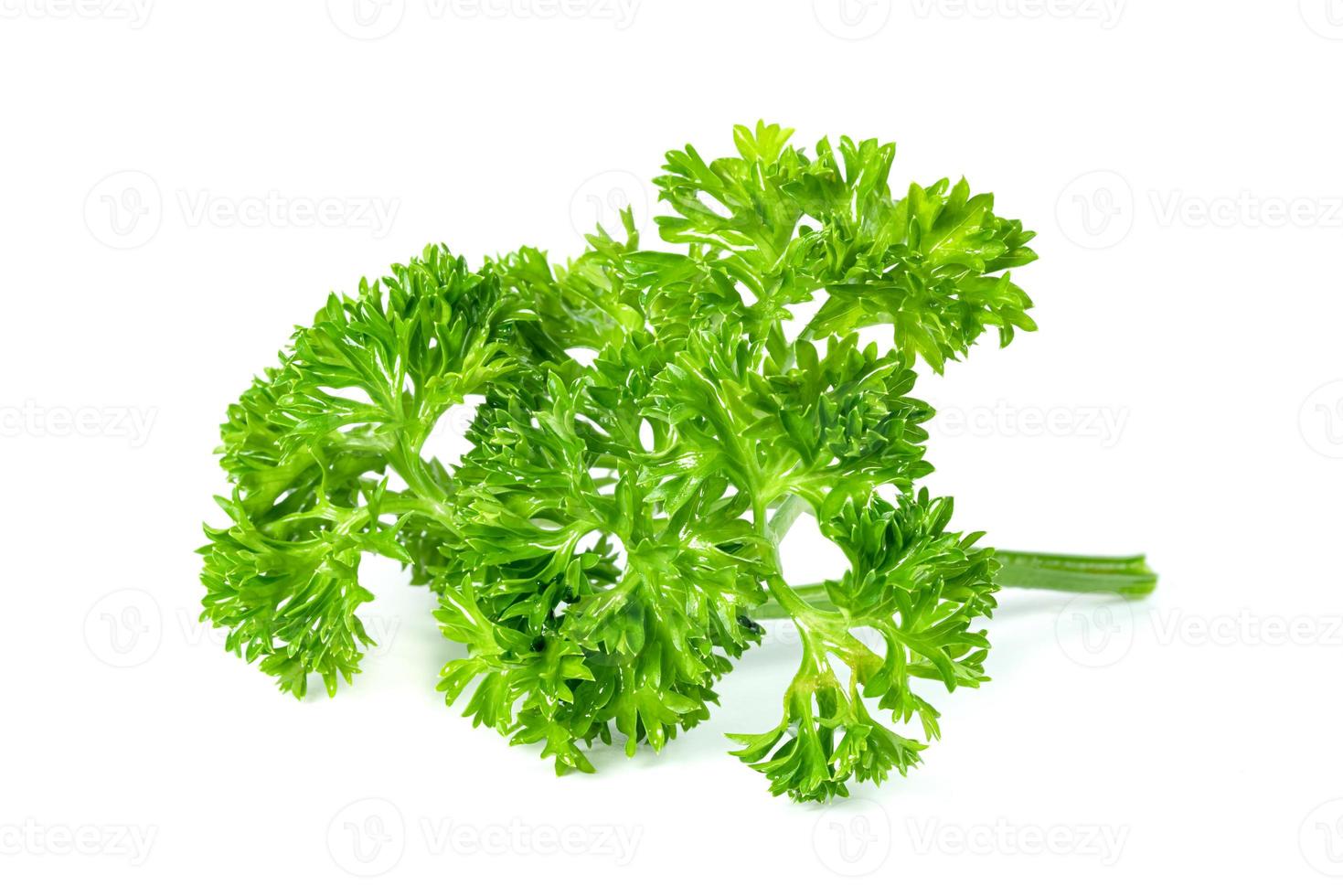 Parsley leaf or Petroselinum crispum leaves isolated on white background ,Green leaves pattern photo