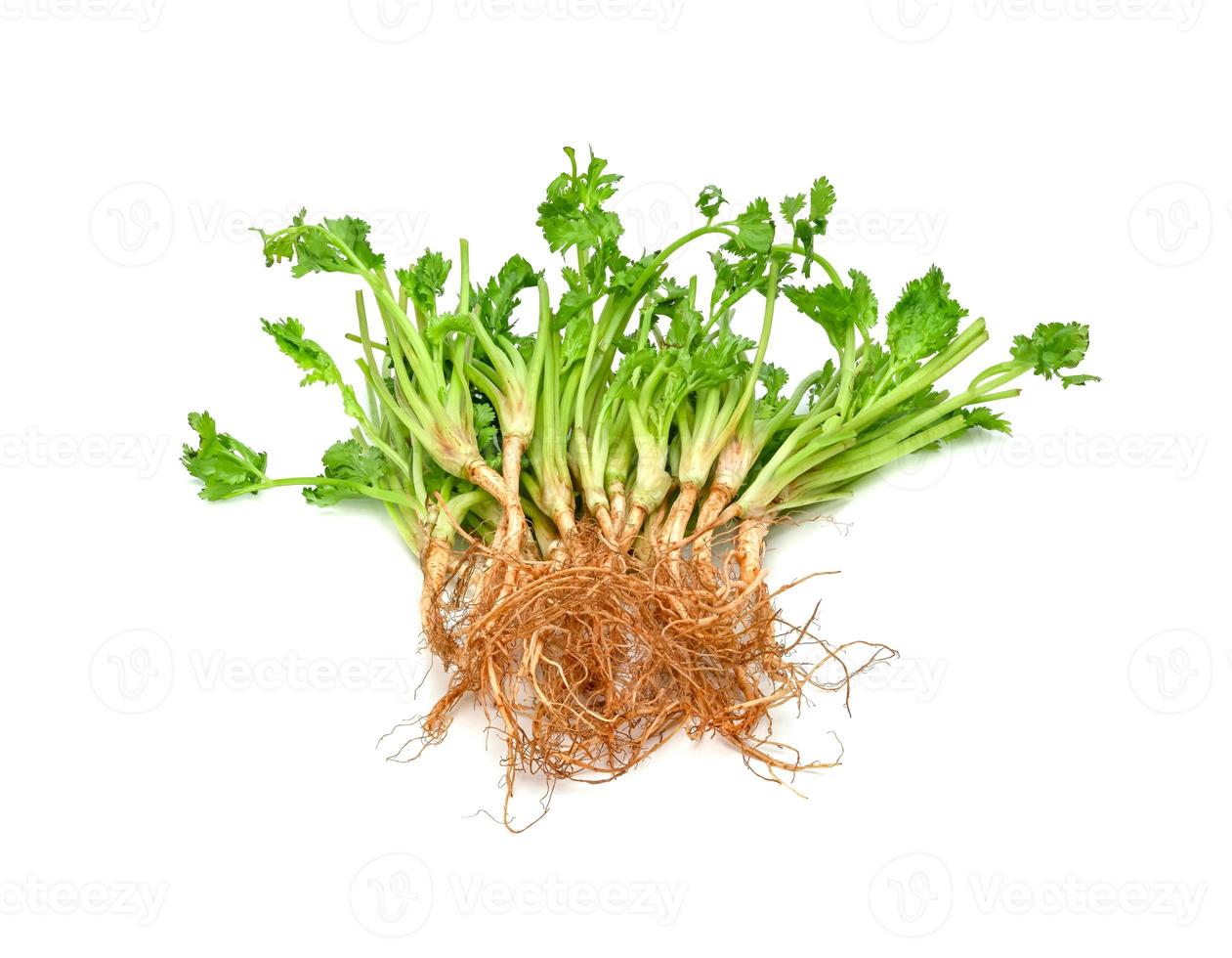 cilantro o raíz de cilantro aislado sobre fondo blanco foto